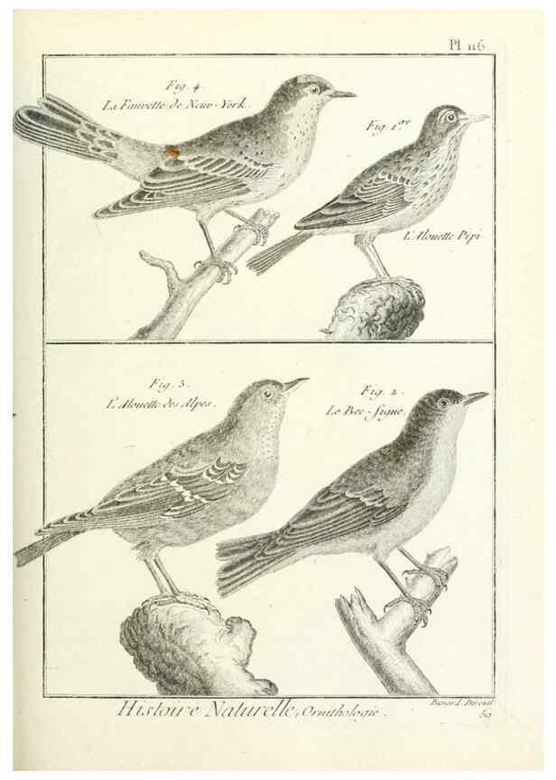 Reproducción/Reproduction 7850634586: Tableau encyclopédique et méthodique des trois règnes de la nature.. A Paris :Chez Mme. veuve Agasse ...,1823.