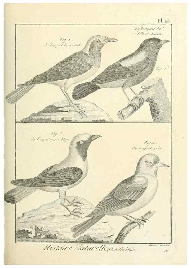 Reproducción/Reproduction 7850636880: Tableau encyclopédique et méthodique des trois règnes de la nature.. A Paris :Chez Mme. veuve Agasse ...,1823.