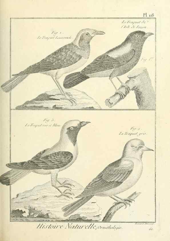 Reproducción/Reproduction 7850636880: Tableau encyclopédique et méthodique des trois règnes de la nature.. A Paris :Chez Mme. veuve Agasse ...,1823.