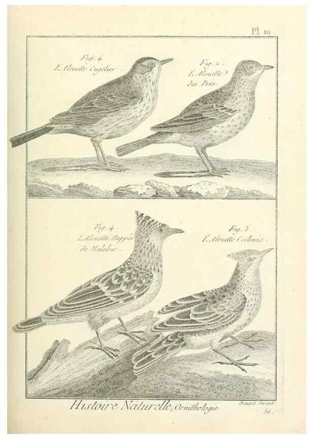 Reproducción/Reproduction 7850628990: Tableau encyclopédique et méthodique des trois règnes de la nature.. A Paris :Chez Mme. veuve Agasse ...,1823.