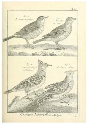 Reproducción/Reproduction 7850628990: Tableau encyclopédique et méthodique des trois règnes de la nature.. A Paris :Chez Mme. veuve Agasse ...,1823.