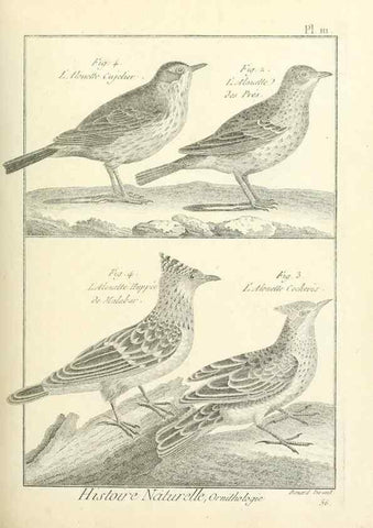 Reproducción/Reproduction 7850628990: Tableau encyclopédique et méthodique des trois règnes de la nature.. A Paris :Chez Mme. veuve Agasse ...,1823.
