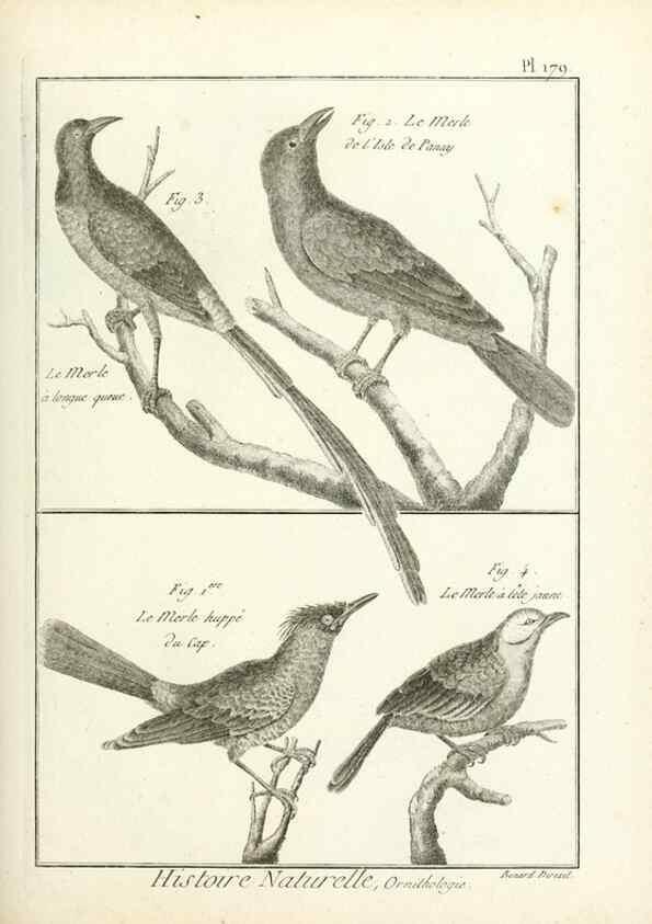 Reproducción/Reproduction 7850706706: Tableau encyclopédique et méthodique des trois règnes de la nature.. A Paris :Chez Mme. veuve Agasse ...,1823.