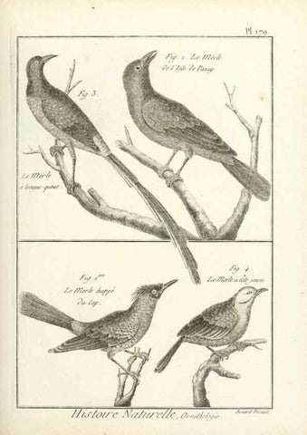 Reproducción/Reproduction 7850706706: Tableau encyclopédique et méthodique des trois règnes de la nature.. A Paris :Chez Mme. veuve Agasse ...,1823.