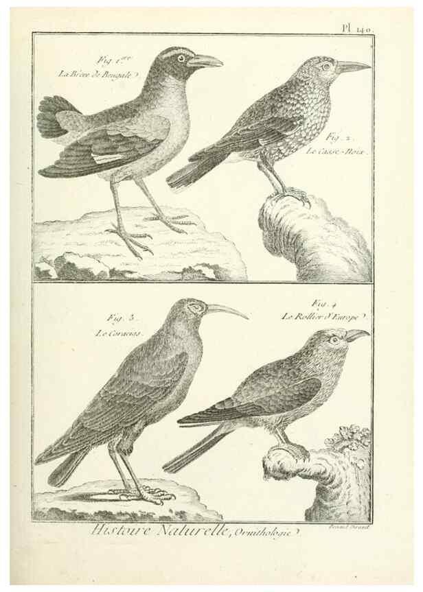 Reproducción/Reproduction 7850661238: Tableau encyclopédique et méthodique des trois règnes de la nature.. A Paris :Chez Mme. veuve Agasse ...,1823.