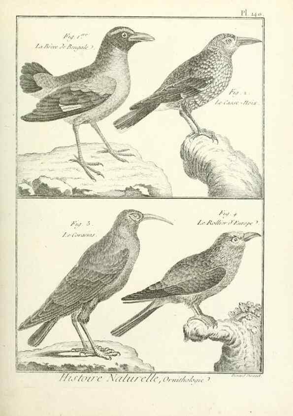 Reproducción/Reproduction 7850661238: Tableau encyclopédique et méthodique des trois règnes de la nature.. A Paris :Chez Mme. veuve Agasse ...,1823.