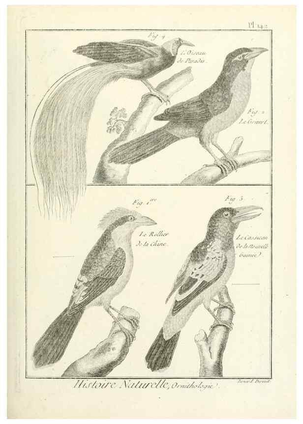 Reproducción/Reproduction 7850663616: Tableau encyclopédique et méthodique des trois règnes de la nature.. A Paris :Chez Mme. veuve Agasse ...,1823.
