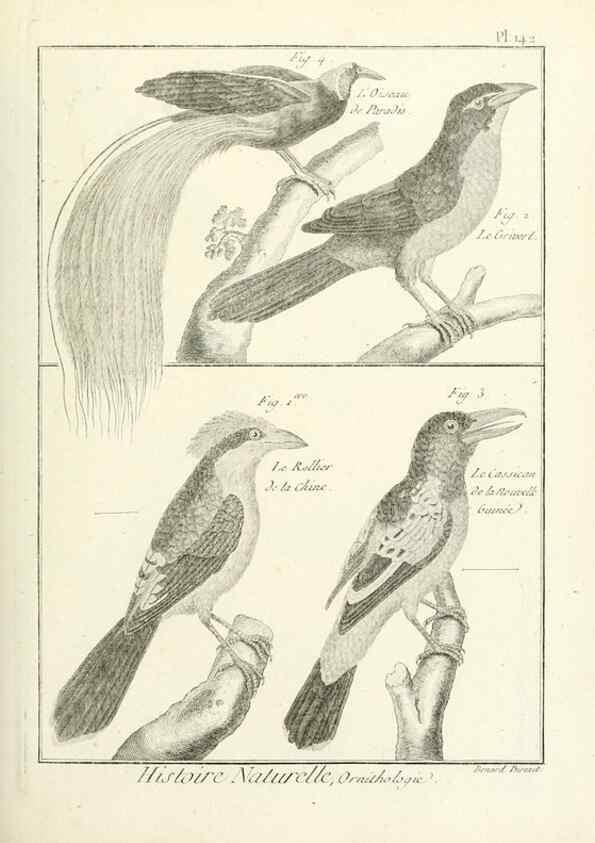Reproducción/Reproduction 7850663616: Tableau encyclopédique et méthodique des trois règnes de la nature.. A Paris :Chez Mme. veuve Agasse ...,1823.