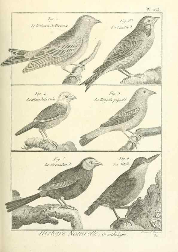 Reproducción/Reproduction 7850686956: Tableau encyclopédique et méthodique des trois règnes de la nature.. A Paris :Chez Mme. veuve Agasse ...,1823.