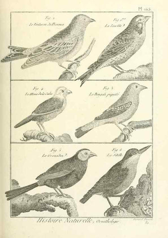 Reproducción/Reproduction 7850686956: Tableau encyclopédique et méthodique des trois règnes de la nature.. A Paris :Chez Mme. veuve Agasse ...,1823.