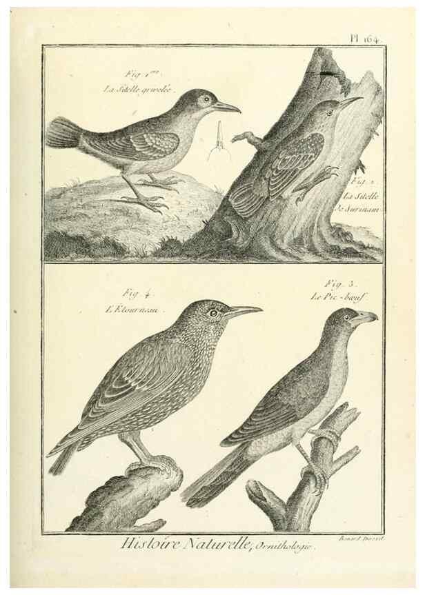 Reproducción/Reproduction 7850688162: Tableau encyclopédique et méthodique des trois règnes de la nature.. A Paris :Chez Mme. veuve Agasse ...,1823.