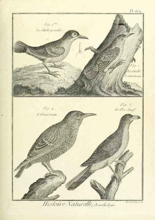 Reproducción/Reproduction 7850688162: Tableau encyclopédique et méthodique des trois règnes de la nature.. A Paris :Chez Mme. veuve Agasse ...,1823.