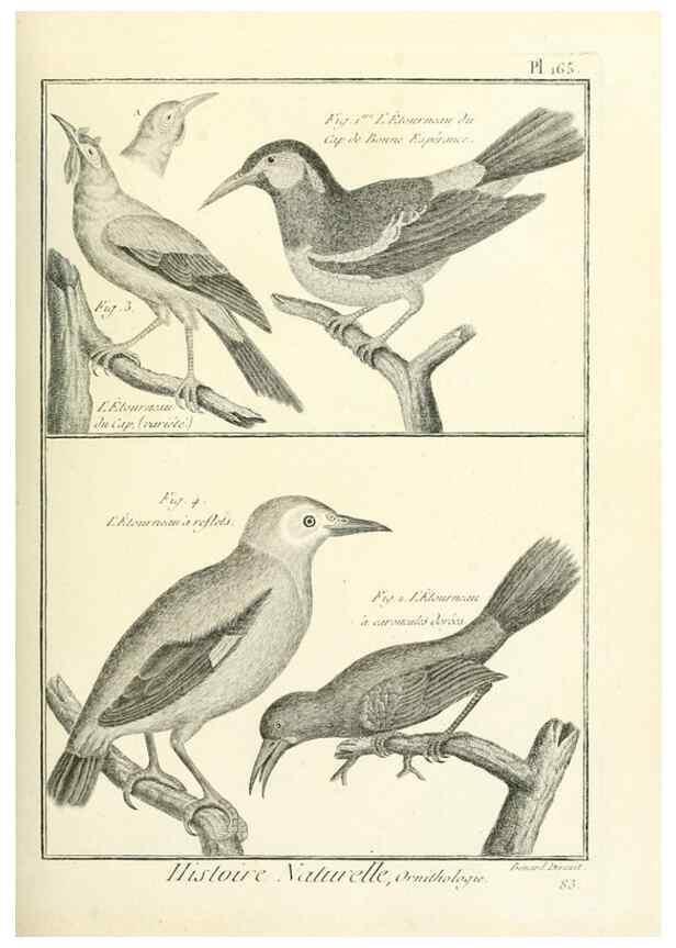 Reproducción/Reproduction 7850689342: Tableau encyclopédique et méthodique des trois règnes de la nature.. A Paris :Chez Mme. veuve Agasse ...,1823.
