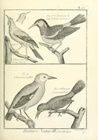Reproducción/Reproduction 7850689342: Tableau encyclopédique et méthodique des trois règnes de la nature.. A Paris :Chez Mme. veuve Agasse ...,1823.