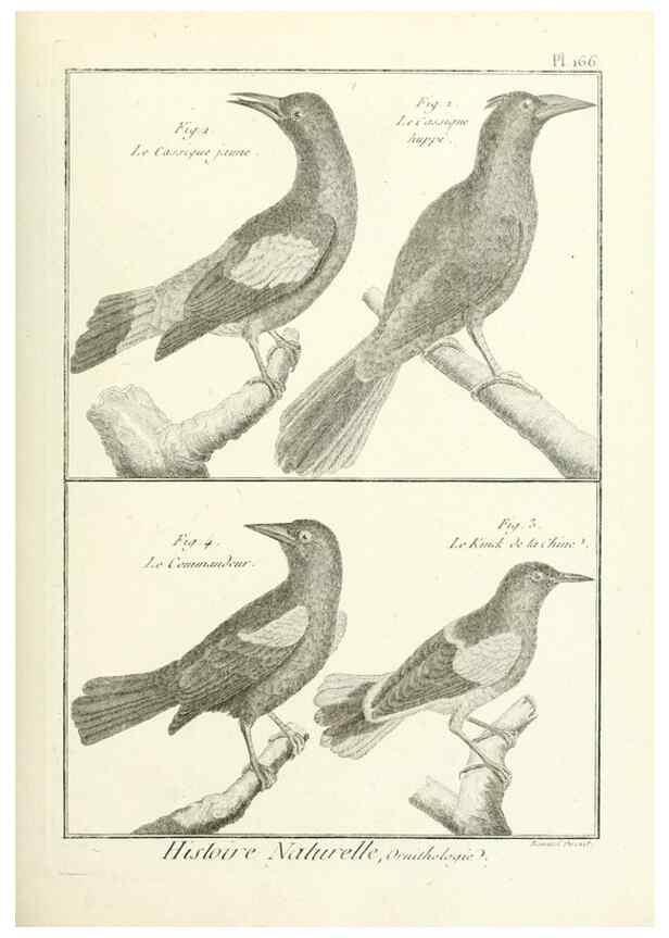 Reproducción/Reproduction 7850690540: Tableau encyclopédique et méthodique des trois règnes de la nature.. A Paris :Chez Mme. veuve Agasse ...,1823.