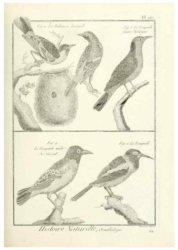 Reproducción/Reproduction 7850691986: Tableau encyclopédique et méthodique des trois règnes de la nature.. A Paris :Chez Mme. veuve Agasse ...,1823.