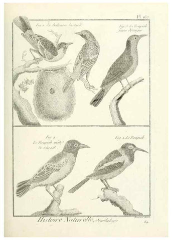 Reproducción/Reproduction 7850691986: Tableau encyclopédique et méthodique des trois règnes de la nature.. A Paris :Chez Mme. veuve Agasse ...,1823.