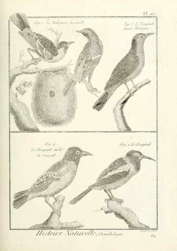 Reproducción/Reproduction 7850691986: Tableau encyclopédique et méthodique des trois règnes de la nature.. A Paris :Chez Mme. veuve Agasse ...,1823.