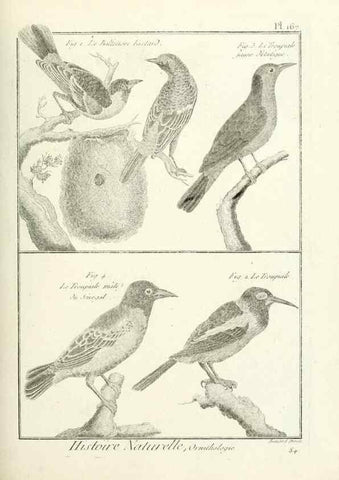Reproducción/Reproduction 7850691986: Tableau encyclopédique et méthodique des trois règnes de la nature.. A Paris :Chez Mme. veuve Agasse ...,1823.