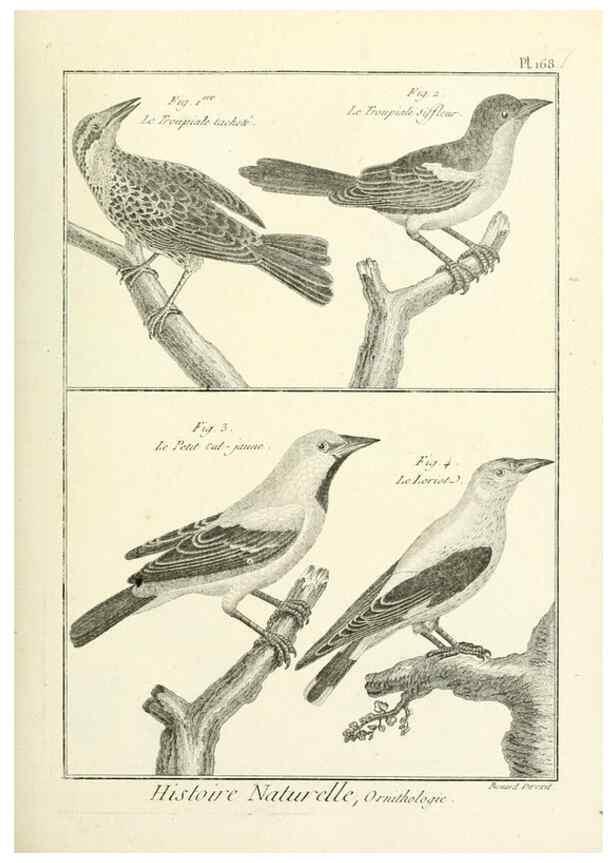 Reproducción/Reproduction 7850693226: Tableau encyclopédique et méthodique des trois règnes de la nature.. A Paris :Chez Mme. veuve Agasse ...,1823.