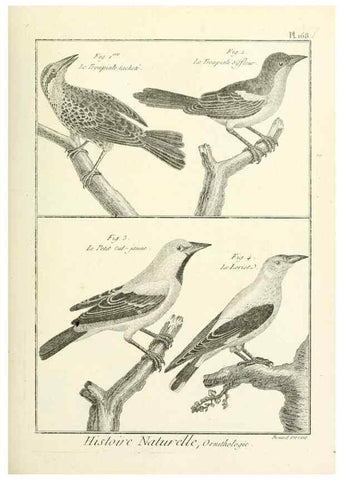Reproducción/Reproduction 7850693226: Tableau encyclopédique et méthodique des trois règnes de la nature.. A Paris :Chez Mme. veuve Agasse ...,1823.