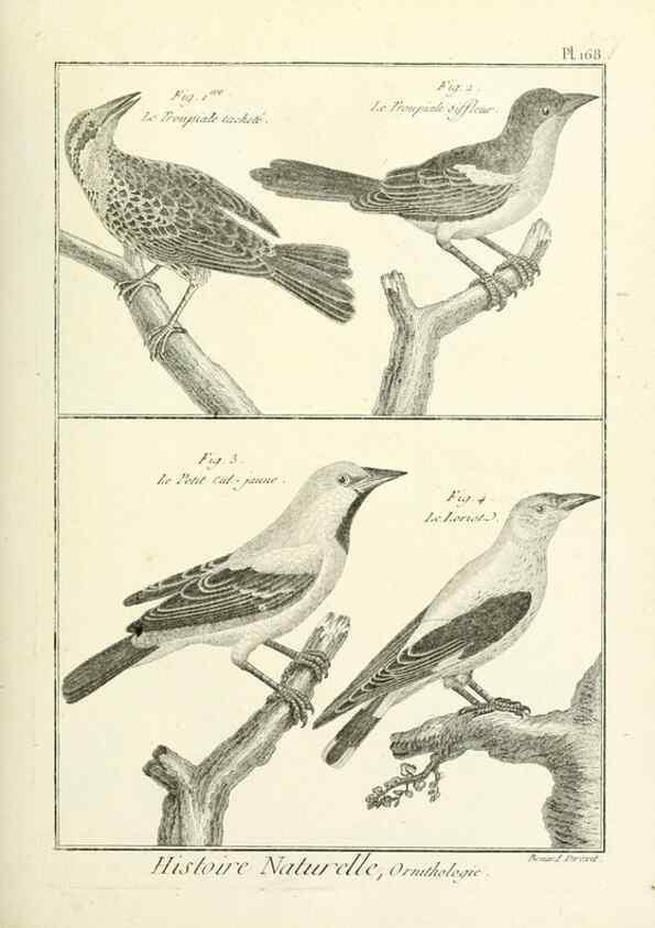 Reproducción/Reproduction 7850693226: Tableau encyclopédique et méthodique des trois règnes de la nature.. A Paris :Chez Mme. veuve Agasse ...,1823.