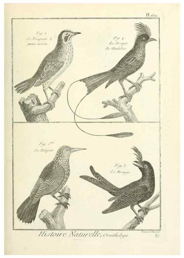 Reproducción/Reproduction 7850694300: Tableau encyclopédique et méthodique des trois règnes de la nature.. A Paris :Chez Mme. veuve Agasse ...,1823.