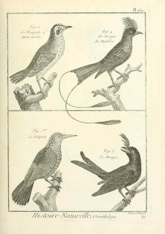 Reproducción/Reproduction 7850694300: Tableau encyclopédique et méthodique des trois règnes de la nature.. A Paris :Chez Mme. veuve Agasse ...,1823.