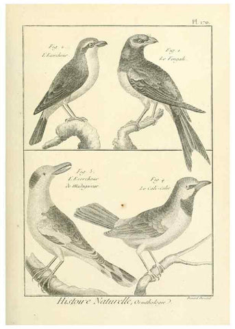 Reproducción/Reproduction 7850695346: Tableau encyclopédique et méthodique des trois règnes de la nature.. A Paris :Chez Mme. veuve Agasse ...,1823.