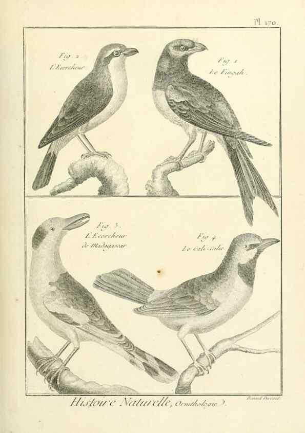 Reproducción/Reproduction 7850695346: Tableau encyclopédique et méthodique des trois règnes de la nature.. A Paris :Chez Mme. veuve Agasse ...,1823.