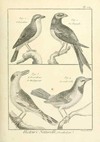 Reproducción/Reproduction 7850695346: Tableau encyclopédique et méthodique des trois règnes de la nature.. A Paris :Chez Mme. veuve Agasse ...,1823.