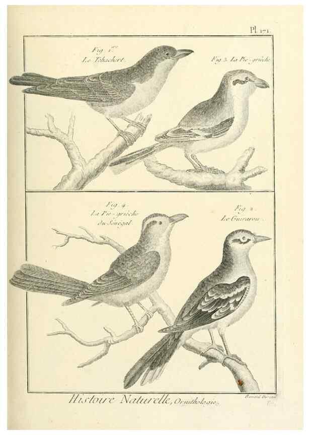 Reproducción/Reproduction 7850696796: Tableau encyclopédique et méthodique des trois règnes de la nature.. A Paris :Chez Mme. veuve Agasse ...,1823.