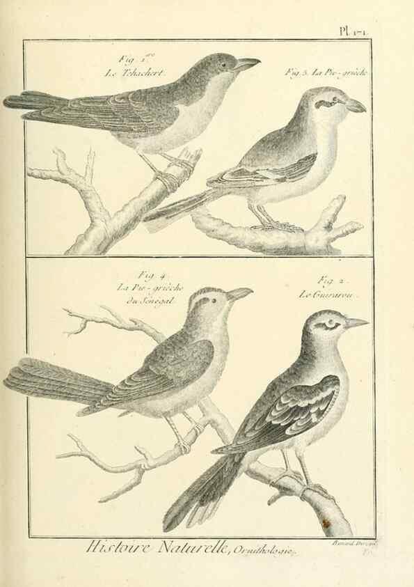 Reproducción/Reproduction 7850696796: Tableau encyclopédique et méthodique des trois règnes de la nature.. A Paris :Chez Mme. veuve Agasse ...,1823.