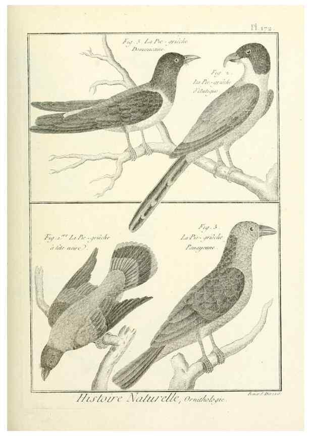 Reproducción/Reproduction 7850697980: Tableau encyclopédique et méthodique des trois règnes de la nature.. A Paris :Chez Mme. veuve Agasse ...,1823.