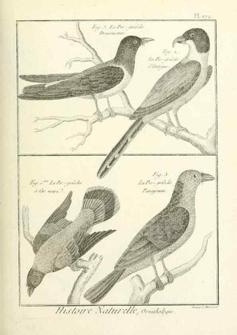 Reproducción/Reproduction 7850697980: Tableau encyclopédique et méthodique des trois règnes de la nature.. A Paris :Chez Mme. veuve Agasse ...,1823.