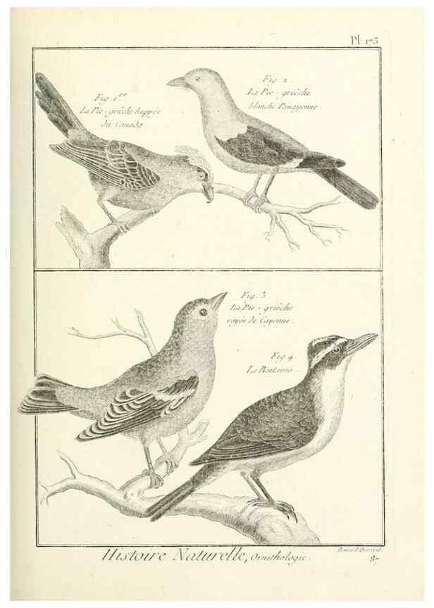 Reproducción/Reproduction 7850699180: Tableau encyclopédique et méthodique des trois règnes de la nature.. A Paris :Chez Mme. veuve Agasse ...,1823.