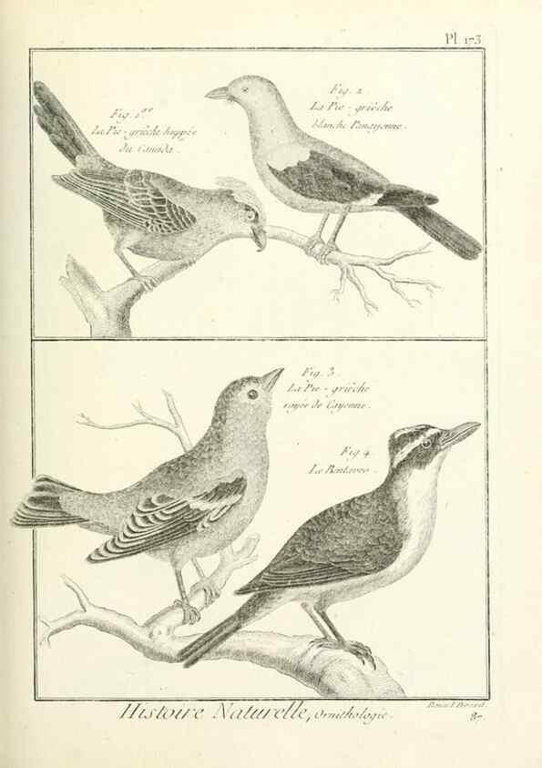 Reproducción/Reproduction 7850699180: Tableau encyclopédique et méthodique des trois règnes de la nature.. A Paris :Chez Mme. veuve Agasse ...,1823.