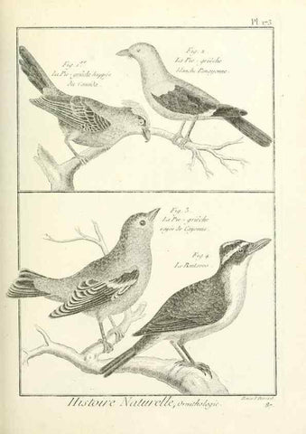 Reproducción/Reproduction 7850699180: Tableau encyclopédique et méthodique des trois règnes de la nature.. A Paris :Chez Mme. veuve Agasse ...,1823.