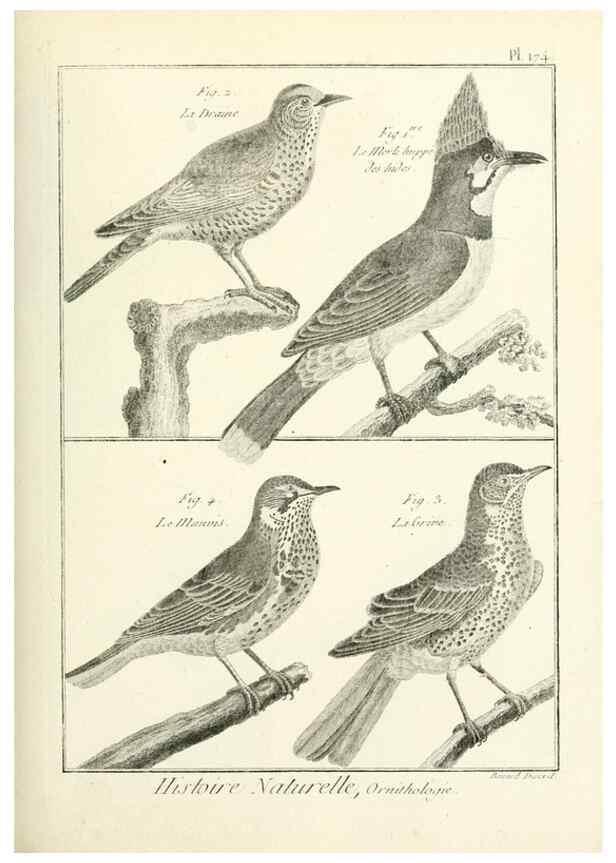 Reproducción/Reproduction 7850700466: Tableau encyclopédique et méthodique des trois règnes de la nature.. A Paris :Chez Mme. veuve Agasse ...,1823.