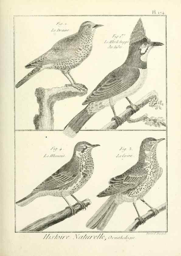 Reproducción/Reproduction 7850700466: Tableau encyclopédique et méthodique des trois règnes de la nature.. A Paris :Chez Mme. veuve Agasse ...,1823.