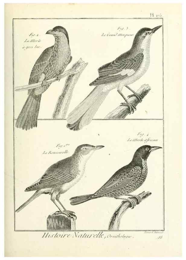 Reproducción/Reproduction 7850701596: Tableau encyclopédique et méthodique des trois règnes de la nature.. A Paris :Chez Mme. veuve Agasse ...,1823.