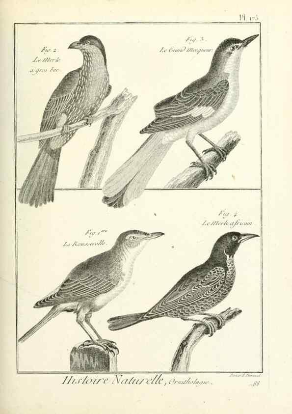 Reproducción/Reproduction 7850701596: Tableau encyclopédique et méthodique des trois règnes de la nature.. A Paris :Chez Mme. veuve Agasse ...,1823.