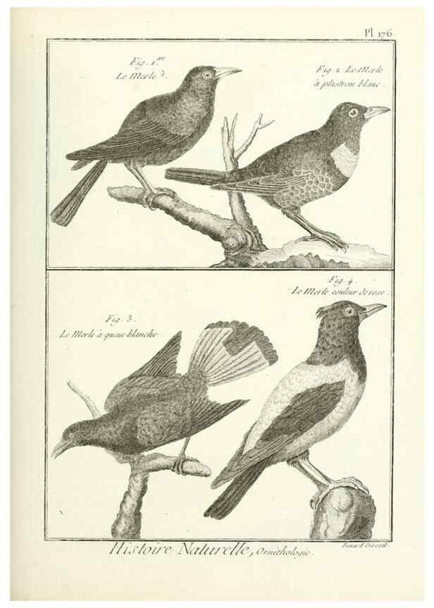 Reproducción/Reproduction 7850702746: Tableau encyclopédique et méthodique des trois règnes de la nature.. A Paris :Chez Mme. veuve Agasse ...,1823.