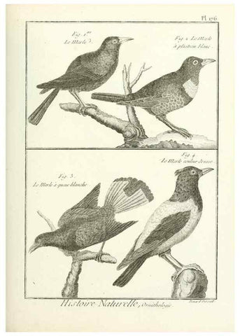 Reproducción/Reproduction 7850702746: Tableau encyclopédique et méthodique des trois règnes de la nature.. A Paris :Chez Mme. veuve Agasse ...,1823.