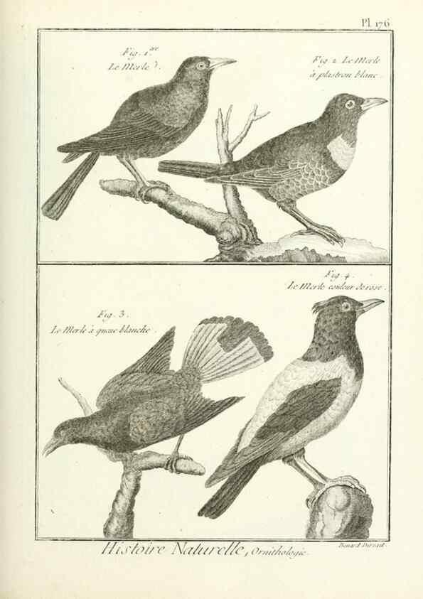 Reproducción/Reproduction 7850702746: Tableau encyclopédique et méthodique des trois règnes de la nature.. A Paris :Chez Mme. veuve Agasse ...,1823.