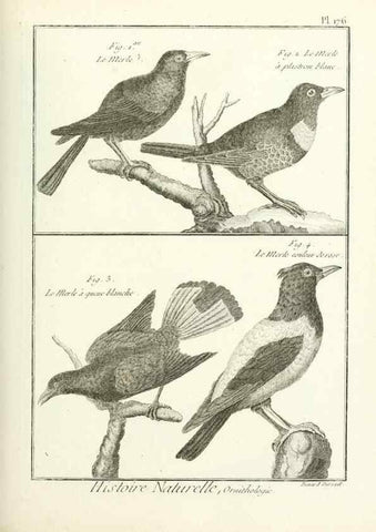 Reproducción/Reproduction 7850702746: Tableau encyclopédique et méthodique des trois règnes de la nature.. A Paris :Chez Mme. veuve Agasse ...,1823.