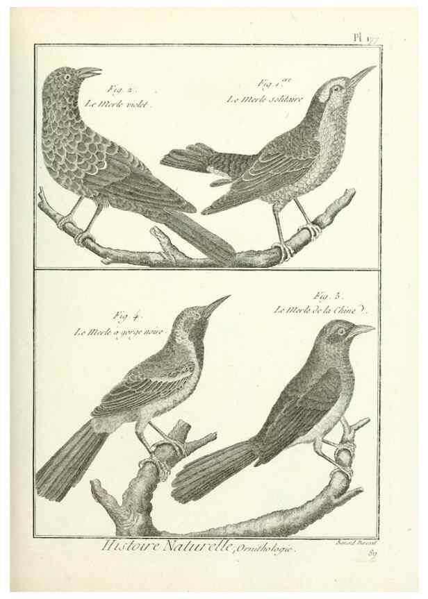 Reproducción/Reproduction 7850703992: Tableau encyclopédique et méthodique des trois règnes de la nature.. A Paris :Chez Mme. veuve Agasse ...,1823.