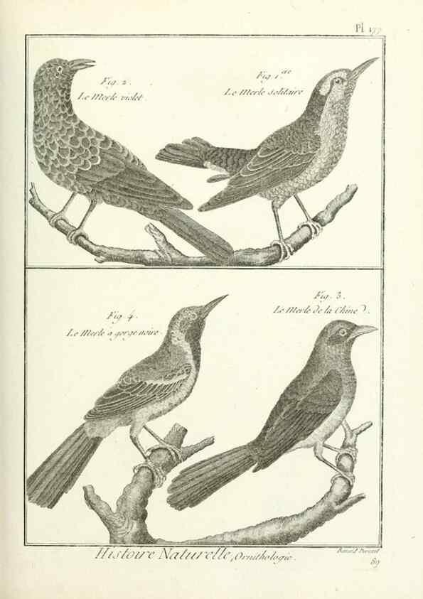 Reproducción/Reproduction 7850703992: Tableau encyclopédique et méthodique des trois règnes de la nature.. A Paris :Chez Mme. veuve Agasse ...,1823.