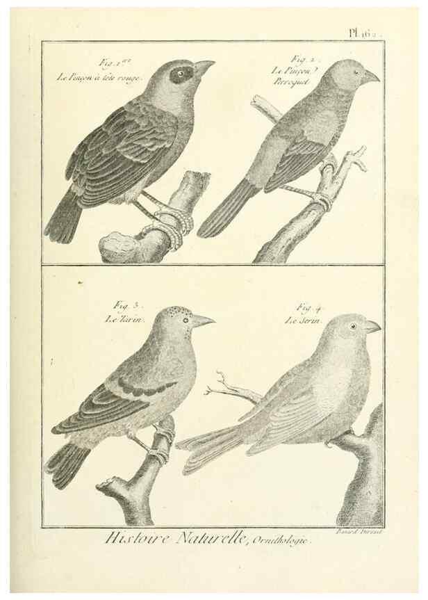 Reproducción/Reproduction 7850685604: Tableau encyclopédique et méthodique des trois règnes de la nature.. A Paris :Chez Mme. veuve Agasse ...,1823.
