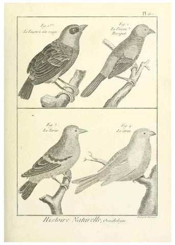 Reproducción/Reproduction 7850685604: Tableau encyclopédique et méthodique des trois règnes de la nature.. A Paris :Chez Mme. veuve Agasse ...,1823.